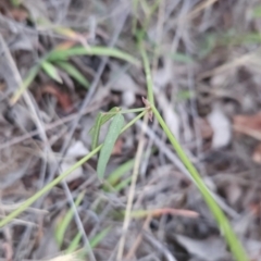 Grona varians at Cooleman Ridge - 14 Dec 2023 08:20 PM