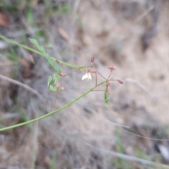 Grona varians at Cooleman Ridge - 14 Dec 2023 08:20 PM