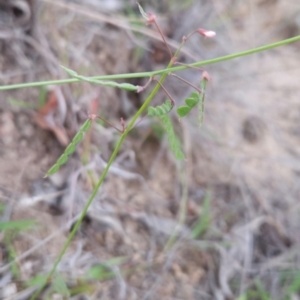 Grona varians at Cooleman Ridge - 14 Dec 2023 08:20 PM