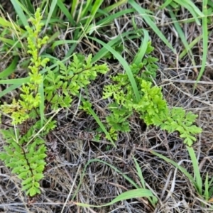 Cheilanthes sieberi subsp. sieberi at Cooleman Ridge - 14 Dec 2023 07:45 PM