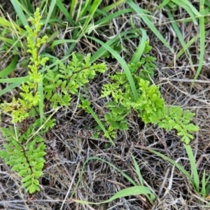 Cheilanthes sieberi subsp. sieberi at Cooleman Ridge - 14 Dec 2023
