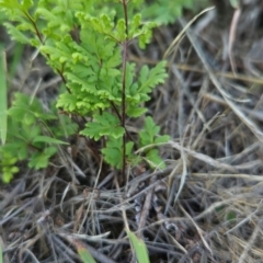 Cheilanthes sieberi subsp. sieberi at Cooleman Ridge - 14 Dec 2023 07:45 PM