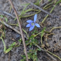 Isotoma fluviatilis subsp. australis (Swamp Isotome) at Albury - 14 Dec 2023 by Darcy