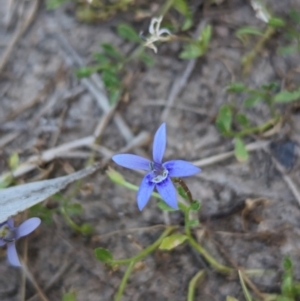 Isotoma fluviatilis subsp. australis at Table Top Reserve - 14 Dec 2023 06:17 PM