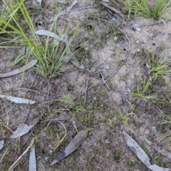 Isotoma fluviatilis subsp. australis at Table Top Reserve - 14 Dec 2023 06:17 PM