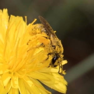 Lasioglossum (Chilalictus) sp. (genus & subgenus) at McKellar, ACT - 13 Dec 2023