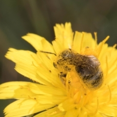 Lasioglossum (Chilalictus) sp. (genus & subgenus) at McKellar, ACT - 13 Dec 2023