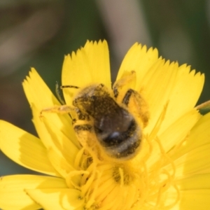 Lasioglossum (Chilalictus) sp. (genus & subgenus) at McKellar, ACT - 13 Dec 2023