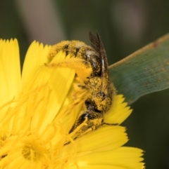 Lasioglossum (Chilalictus) sp. (genus & subgenus) at McKellar, ACT - 13 Dec 2023