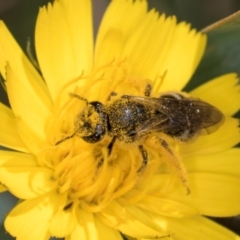 Lasioglossum (Chilalictus) sp. (genus & subgenus) at McKellar, ACT - 13 Dec 2023 10:03 AM