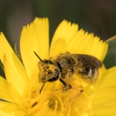 Lasioglossum (Chilalictus) sp. (genus & subgenus) at McKellar, ACT - 13 Dec 2023