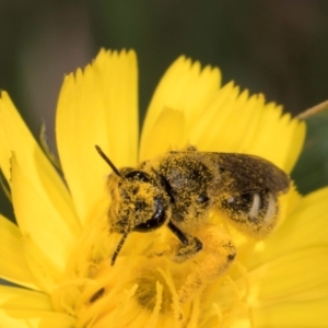 Lasioglossum (Chilalictus) sp. (genus & subgenus) at McKellar, ACT - 13 Dec 2023