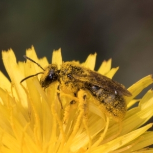 Lasioglossum (Chilalictus) sp. (genus & subgenus) at McKellar, ACT - 13 Dec 2023 10:04 AM