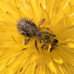 Lasioglossum (Chilalictus) sp. (genus & subgenus) at McKellar, ACT - 13 Dec 2023