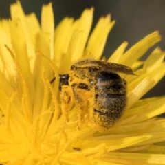 Lasioglossum (Chilalictus) sp. (genus & subgenus) at McKellar, ACT - 13 Dec 2023