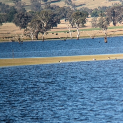 Hydroprogne caspia (Caspian Tern) at Table Top, NSW - 14 Dec 2023 by Darcy