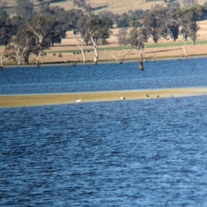 Hydroprogne caspia at Albury - 14 Dec 2023 06:43 PM
