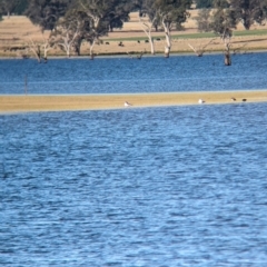 Hydroprogne caspia at Albury - 14 Dec 2023 06:43 PM