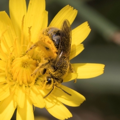 Lasioglossum (Chilalictus) sp. (genus & subgenus) (Halictid bee) at Croke Place Grassland (CPG) - 12 Dec 2023 by kasiaaus