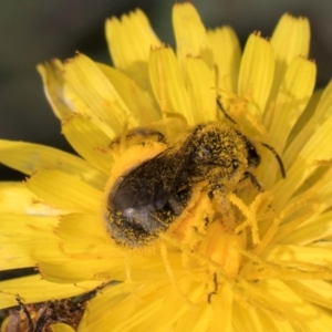 Lasioglossum (Chilalictus) sp. (genus & subgenus) at McKellar, ACT - 13 Dec 2023 10:05 AM