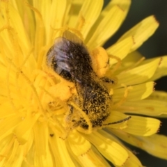 Lasioglossum (Chilalictus) sp. (genus & subgenus) at McKellar, ACT - 13 Dec 2023