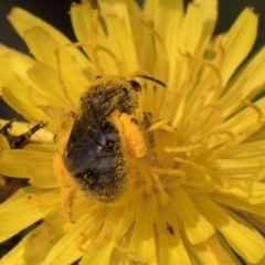 Lasioglossum (Chilalictus) sp. (genus & subgenus) at McKellar, ACT - 13 Dec 2023