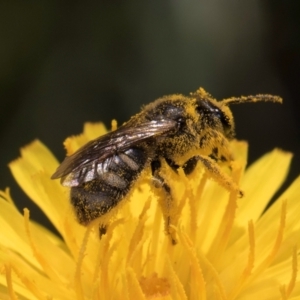 Lasioglossum (Chilalictus) sp. (genus & subgenus) at McKellar, ACT - 13 Dec 2023