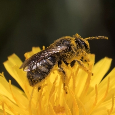 Lasioglossum (Chilalictus) sp. (genus & subgenus) (Halictid bee) at McKellar, ACT - 12 Dec 2023 by kasiaaus