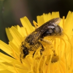 Lasioglossum (Chilalictus) sp. (genus & subgenus) at McKellar, ACT - 13 Dec 2023 10:06 AM