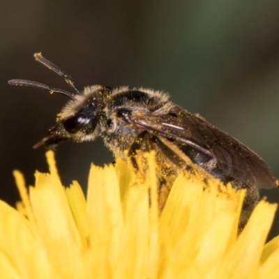 Lasioglossum (Chilalictus) sp. (genus & subgenus) (Halictid bee) at Croke Place Grassland (CPG) - 12 Dec 2023 by kasiaaus