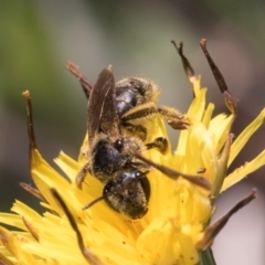 Lasioglossum (Chilalictus) sp. (genus & subgenus) at McKellar, ACT - 13 Dec 2023