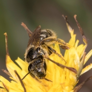 Lasioglossum (Chilalictus) sp. (genus & subgenus) at McKellar, ACT - 13 Dec 2023