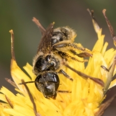 Lasioglossum (Chilalictus) sp. (genus & subgenus) at McKellar, ACT - 13 Dec 2023