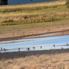 Tadorna tadornoides (Australian Shelduck) at Albury - 14 Dec 2023 by Darcy