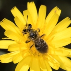 Lasioglossum (Chilalictus) sp. (genus & subgenus) (Halictid bee) at McKellar, ACT - 13 Dec 2023 by kasiaaus