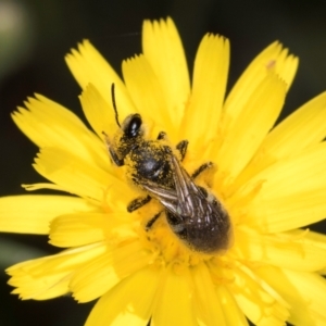 Lasioglossum (Chilalictus) sp. (genus & subgenus) at McKellar, ACT - 13 Dec 2023