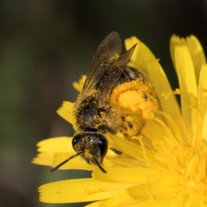 Lasioglossum (Chilalictus) sp. (genus & subgenus) at McKellar, ACT - 13 Dec 2023