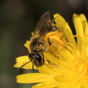 Lasioglossum (Chilalictus) sp. (genus & subgenus) at McKellar, ACT - 13 Dec 2023