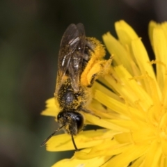 Lasioglossum (Chilalictus) sp. (genus & subgenus) at McKellar, ACT - 13 Dec 2023