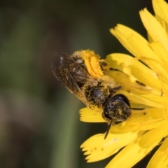 Lasioglossum (Chilalictus) sp. (genus & subgenus) at McKellar, ACT - 13 Dec 2023