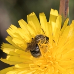 Lasioglossum (Chilalictus) sp. (genus & subgenus) (Halictid bee) at Croke Place Grassland (CPG) - 12 Dec 2023 by kasiaaus