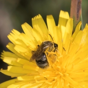 Lasioglossum (Chilalictus) sp. (genus & subgenus) at McKellar, ACT - 13 Dec 2023 10:12 AM