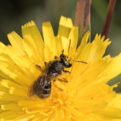 Lasioglossum (Chilalictus) sp. (genus & subgenus) at McKellar, ACT - 13 Dec 2023 10:12 AM