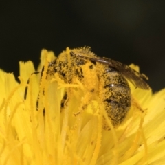 Lasioglossum (Chilalictus) sp. (genus & subgenus) (Halictid bee) at McKellar, ACT - 12 Dec 2023 by kasiaaus