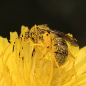 Lasioglossum (Chilalictus) sp. (genus & subgenus) at McKellar, ACT - 13 Dec 2023