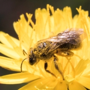 Lasioglossum (Chilalictus) sp. (genus & subgenus) at McKellar, ACT - 13 Dec 2023