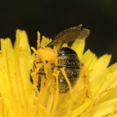 Lasioglossum (Chilalictus) sp. (genus & subgenus) at McKellar, ACT - 13 Dec 2023