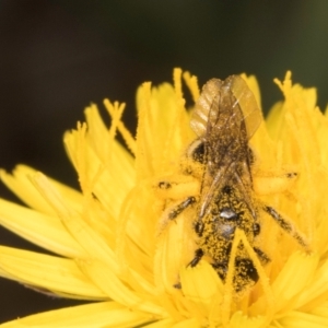 Lasioglossum (Chilalictus) sp. (genus & subgenus) at McKellar, ACT - 13 Dec 2023