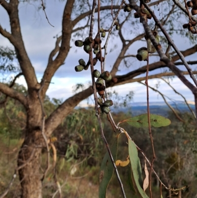 Eucalyptus nortonii (Mealy Bundy) at Tuggeranong, ACT - 13 Dec 2023 by LPadg