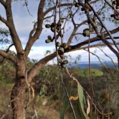 Eucalyptus nortonii (Large-flowered Bundy) at Tuggeranong, ACT - 13 Dec 2023 by LPadg